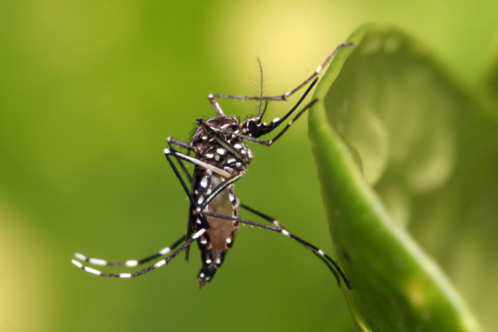 dengue mosquito